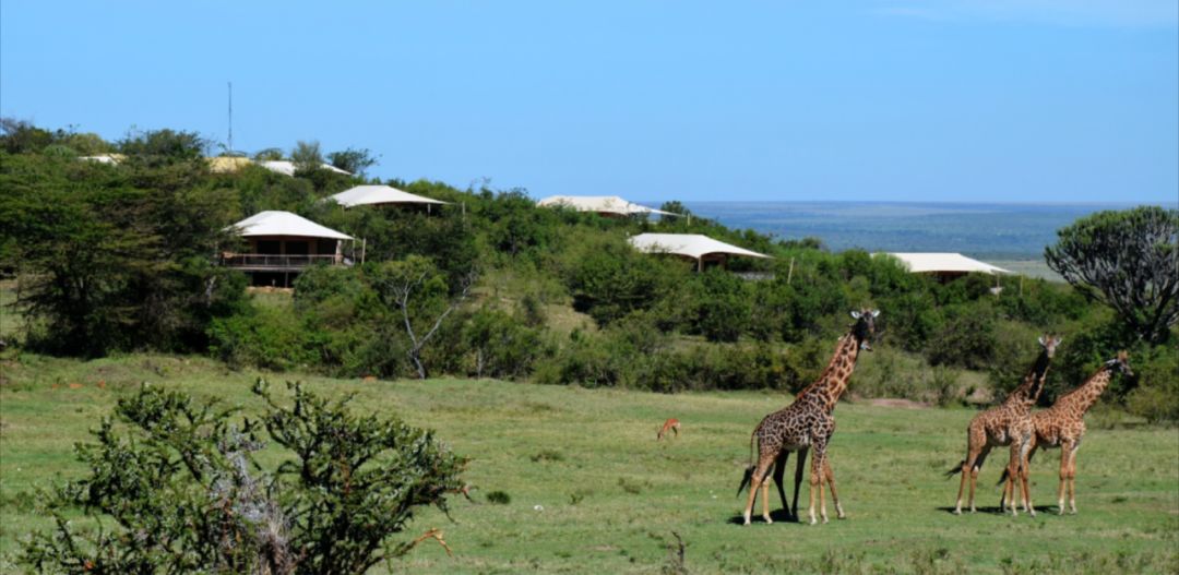 Mara Bushtops Camps1 